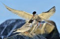 Adult Common Tern feeding juvenile tern. Closeup Portrait of feeding Common Tern (Sterna hirundo). Royalty Free Stock Photo