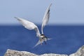 Adult common tern with fish in beak, flight on the blue sky background. Front view.  Scientific name: Sterna hirundo. Ladoga Lake Royalty Free Stock Photo