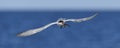 Adult common tern with fish in beak, flight on the blue sky background. Front view.  Scientific name: Sterna hirundo. Ladoga Lake Royalty Free Stock Photo