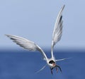 Adult common tern with fish in beak, flight on the blue sky background. Front view.  Scientific name: Sterna hirundo. Ladoga Lake Royalty Free Stock Photo