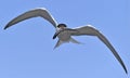 Adult common tern with fish in beak, flight on the blue sky background. Front view.  Scientific name: Sterna hirundo. Ladoga Lake Royalty Free Stock Photo