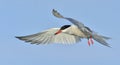 Adult common tern in flight on the blue sky background. Blue Sky background Royalty Free Stock Photo