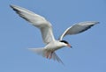 Adult common tern in flight on the blue sky background. Blue Sky background Royalty Free Stock Photo