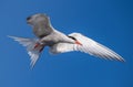 Adult common tern in flight. Blue sky background. Close up. Scientific name: Sterna hirundo