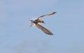 Adult common tern with open beak in flight in sunset light on the blue sky background.