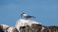 Adult common tern