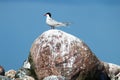 Adult common tern