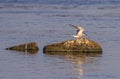 Adult Common Tern, Sterna hirundo, Kalmar, Sweden