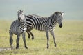 Adult Common Zebra's fighting, Ngorongoro Crater, Tanzania