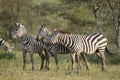 Adult Common Zebra, Tanzania