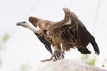 Adult condor