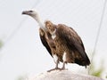 Adult condor