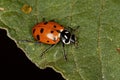 Adult Convergent Lady Beetle
