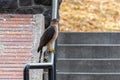 Adult Cooper`s Hawk