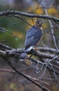 Adult Cooper`s Hawk Amidst Bare Branches - Vertical - Accipiter cooperii