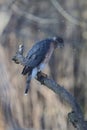 Adult Cooper\'s Hawk Beak Open and Trying to Cough Up Pellet 4 - Accipiter cooperii