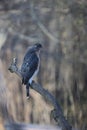 Adult Cooper\'s Hawk Beak Open and Trying to Cough Up Pellet - Accipiter cooperii Royalty Free Stock Photo