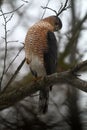 Adult Cooper`s Hawk Looking Down Sideways - Accipiter cooperii