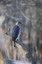 Adult Cooper\'s Hawk Perched on a Big Branch on a Wintry Day 7 - Accipiter cooperii