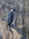 Adult Cooper\'s Hawk Perched on a Big Branch on a Wintry Day 4 - Accipiter cooperii
