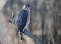 Adult Cooper\'s Hawk Perched on a Big Branch on a Wintry Day 2 - Accipiter cooperii