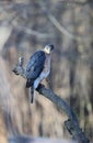 Adult Cooper\'s Hawk Perched on a Big Branch on a Wintry Day - Accipiter cooperii