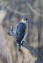 Adult Cooper\'s Hawk Perched on a Big Branch on a Wintry Day 6 - Accipiter cooperii