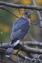 Adult Cooper`s Hawk Amidst Bare Branches - Vertical - Accipiter cooperii