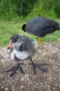 Adult coot with baby coot in grass. Eurasian coot family on farm. Waterfowl in park. Birds concept. Wild nature concept.