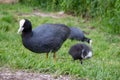 Adult coot with baby coot in grass. Eurasian coot family on farm. Waterfowl in park. Birds concept. Wild nature concept.