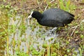 An adult coot near the lake