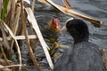 Photograph of an adult Coot with chick