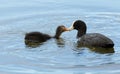 Adult coot feeding young