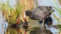 An adult coot feeds its chicks on the lake in spring