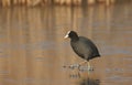 An adult Coot Fulica atra walking on the frozen icy lake.
