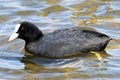 An adult Coot looking for food at Rutland Water Royalty Free Stock Photo