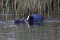 Adult Coot feeding young chick among the reeds