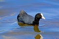 adult coot swims on almost mirror-smooth water with beautiful reflection