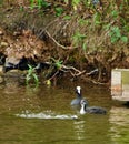 The Adult coot and young bird