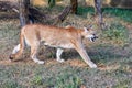 Adult cougar walking sideways