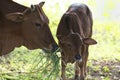 Adult Cow with Baby Calf Royalty Free Stock Photo