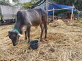 An adult cow eating grass Royalty Free Stock Photo