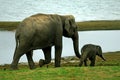 Adult cow elephant leading calf Royalty Free Stock Photo