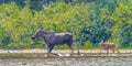 Adult Cow Moose Leading A Calf Royalty Free Stock Photo