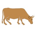 Adult cow ocher color