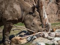 Rhino covered in mud headshot