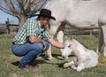 Adult western man with white horse and foal