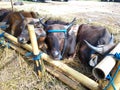 Adult cows resting in the field during the day.