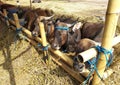 Adult cows resting in the field during the day.