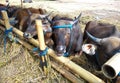 Adult cows resting in the field during the day.